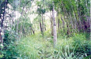 ชายเขาโบราณ