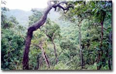 ป่าเต็งรัง ขึ้นอยู่ห่างๆ ทางขึ้นเขา