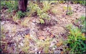 มองหาลูกปัดเหมือนกัน