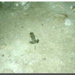 หมาน้ำหรือจงโคร่งในถ้ำ